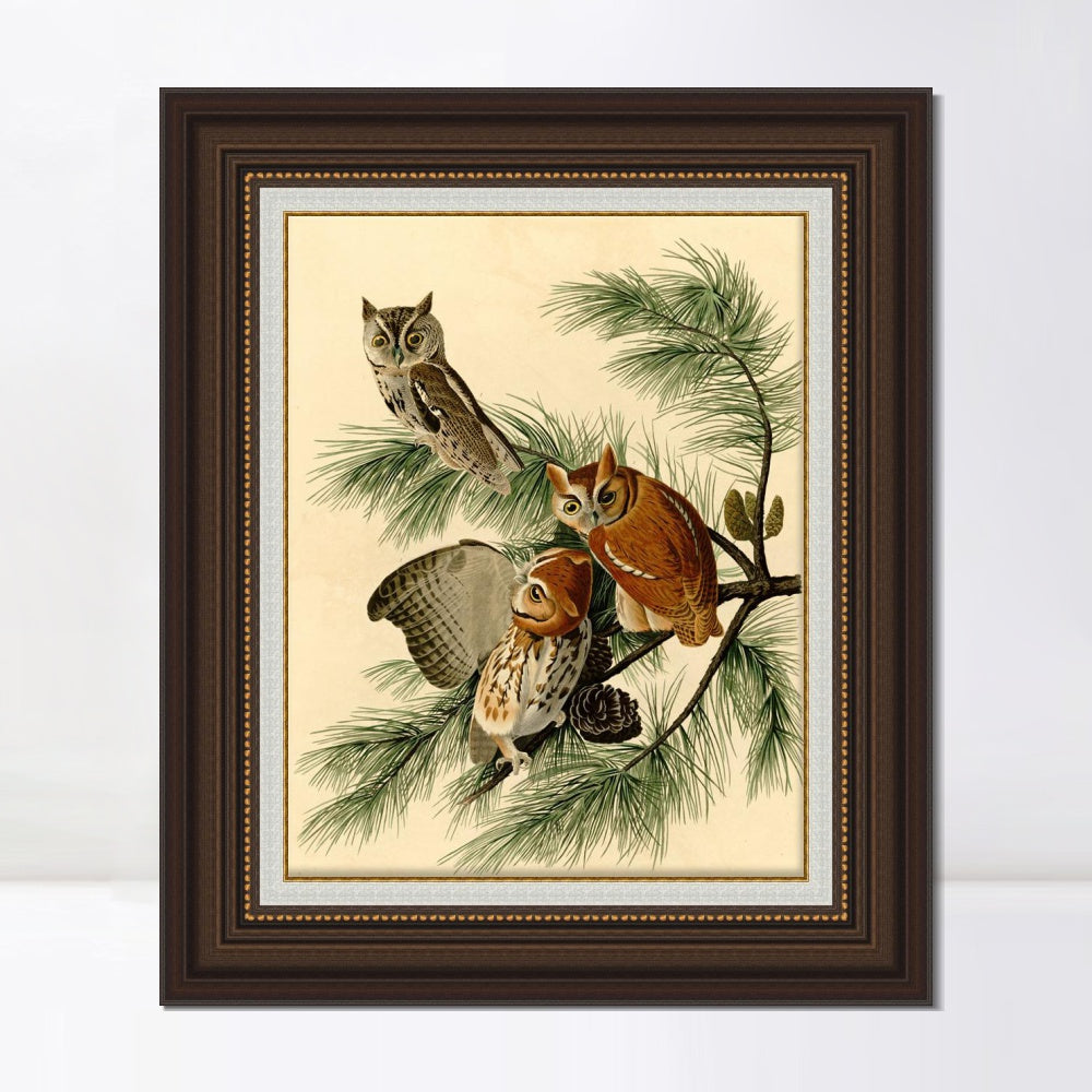 INVIN ART Framed Canvas Art Giclee Print Little Screech Owl by John James Audubon  Home Office Wall Art Decorations