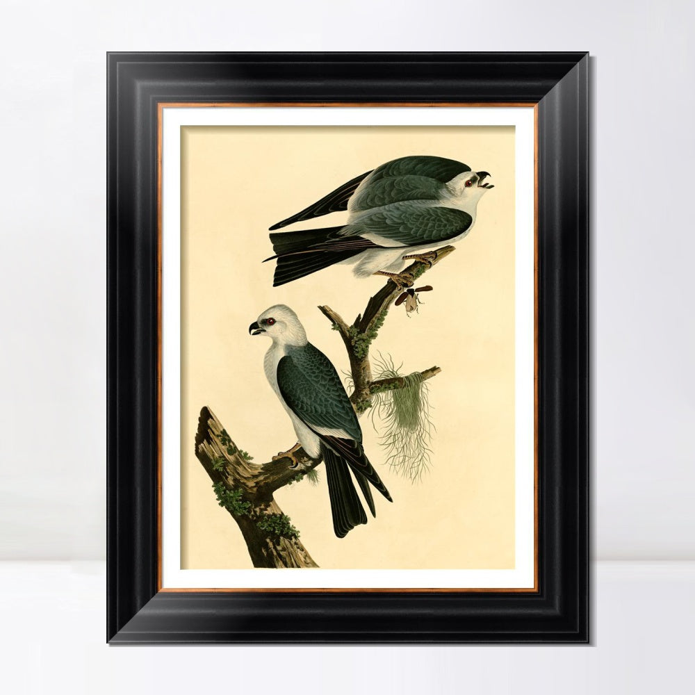 INVIN ART Framed Canvas Art Giclee Print Mississippi Kite by John James Audubon Living Room Home Office Wall Art Decorations
