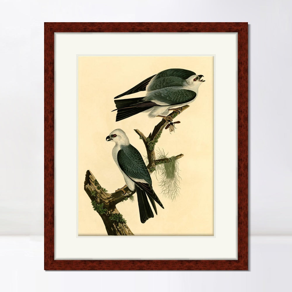 INVIN ART Framed Canvas Art Giclee Print Mississippi Kite by John James Audubon Living Room Home Office Wall Art Decorations