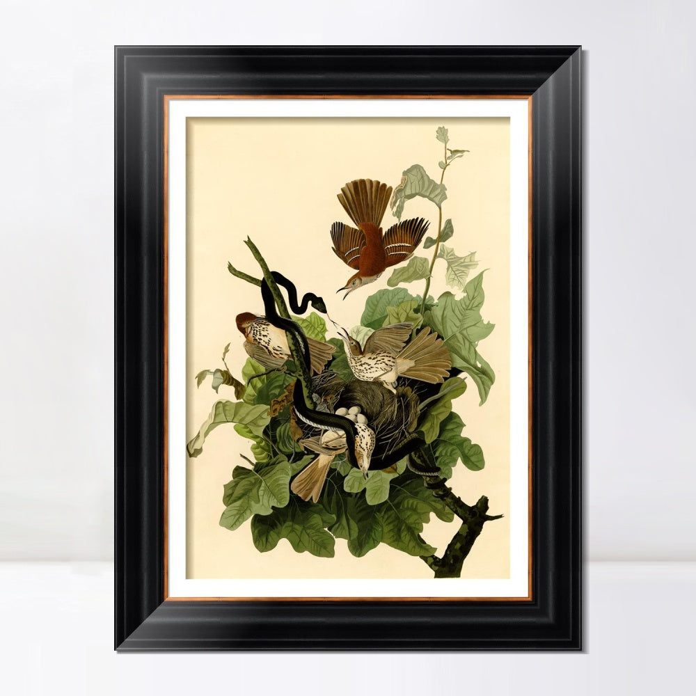 INVIN ART Framed Canvas Art Giclee Print Mississippi Kite by John James Audubon Wall Art