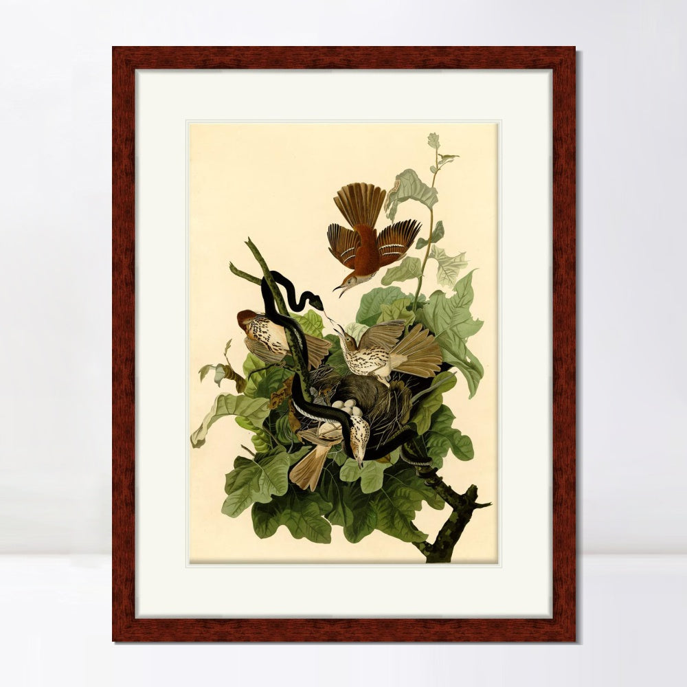 INVIN ART Framed Canvas Art Giclee Print Mississippi Kite by John James Audubon Wall Art