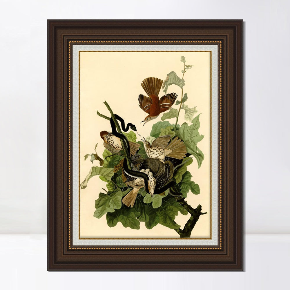 INVIN ART Framed Canvas Art Giclee Print Mississippi Kite by John James Audubon Wall Art