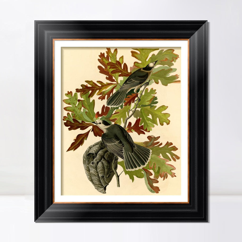 INVIN ART Framed Canvas Art Giclee Print Canada Jay by John James Audubon  Home Office Wall Art Decorations