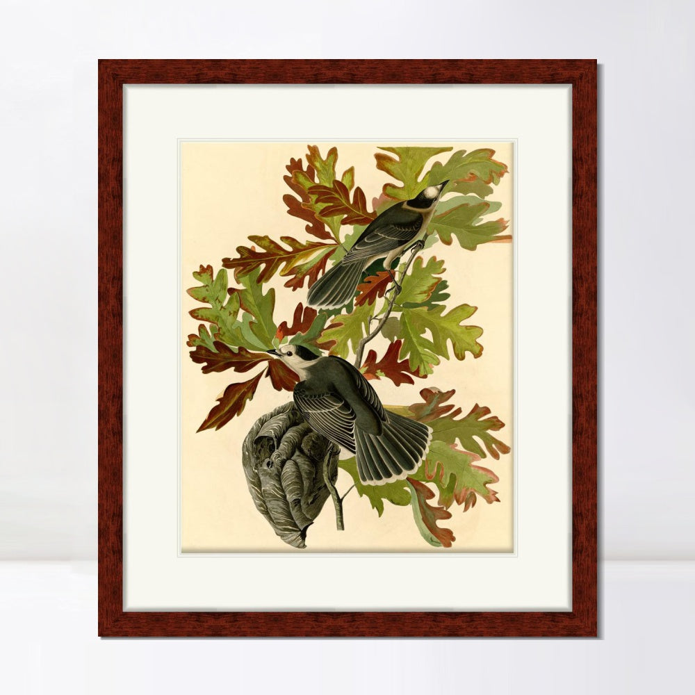 INVIN ART Framed Canvas Art Giclee Print Canada Jay by John James Audubon  Home Office Wall Art Decorations