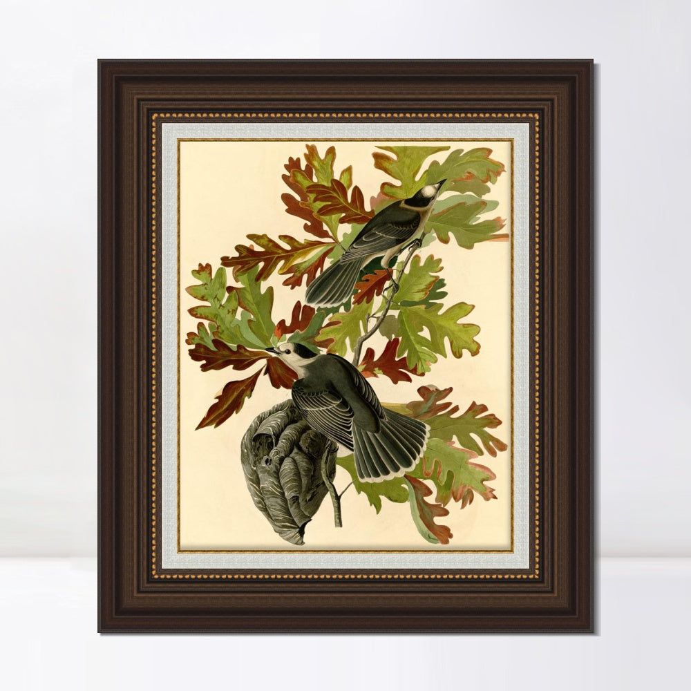 INVIN ART Framed Canvas Art Giclee Print Canada Jay by John James Audubon  Home Office Wall Art Decorations