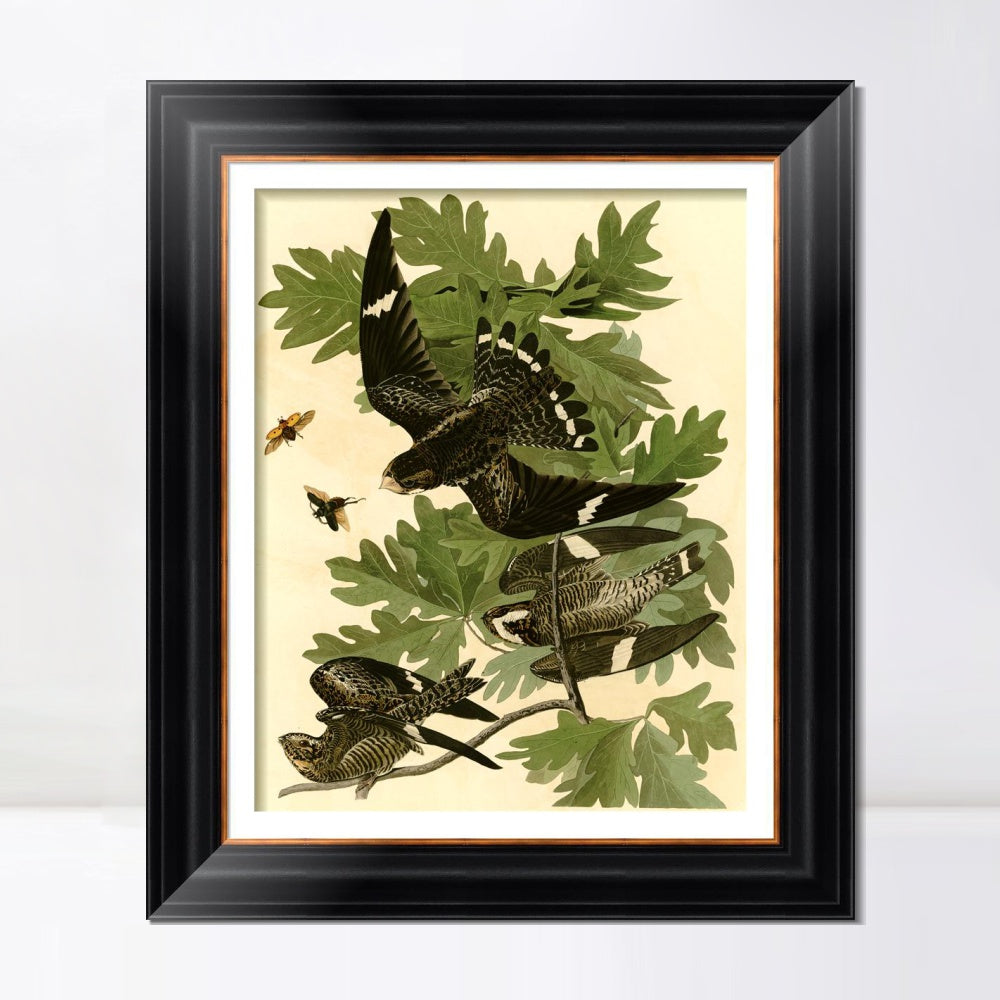 INVIN ART Framed Canvas Art Giclee Print Night Hawk by John James Audubon  Home Office Wall Art Decorations
