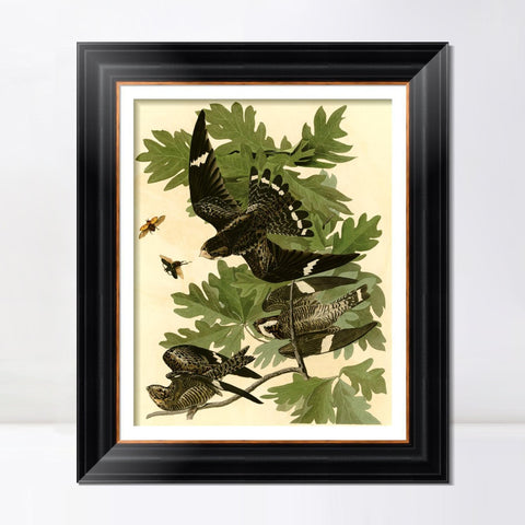 INVIN ART Framed Canvas Art Giclee Print Night Hawk by John James Audubon Living Room Home Office Wall Art Decorations