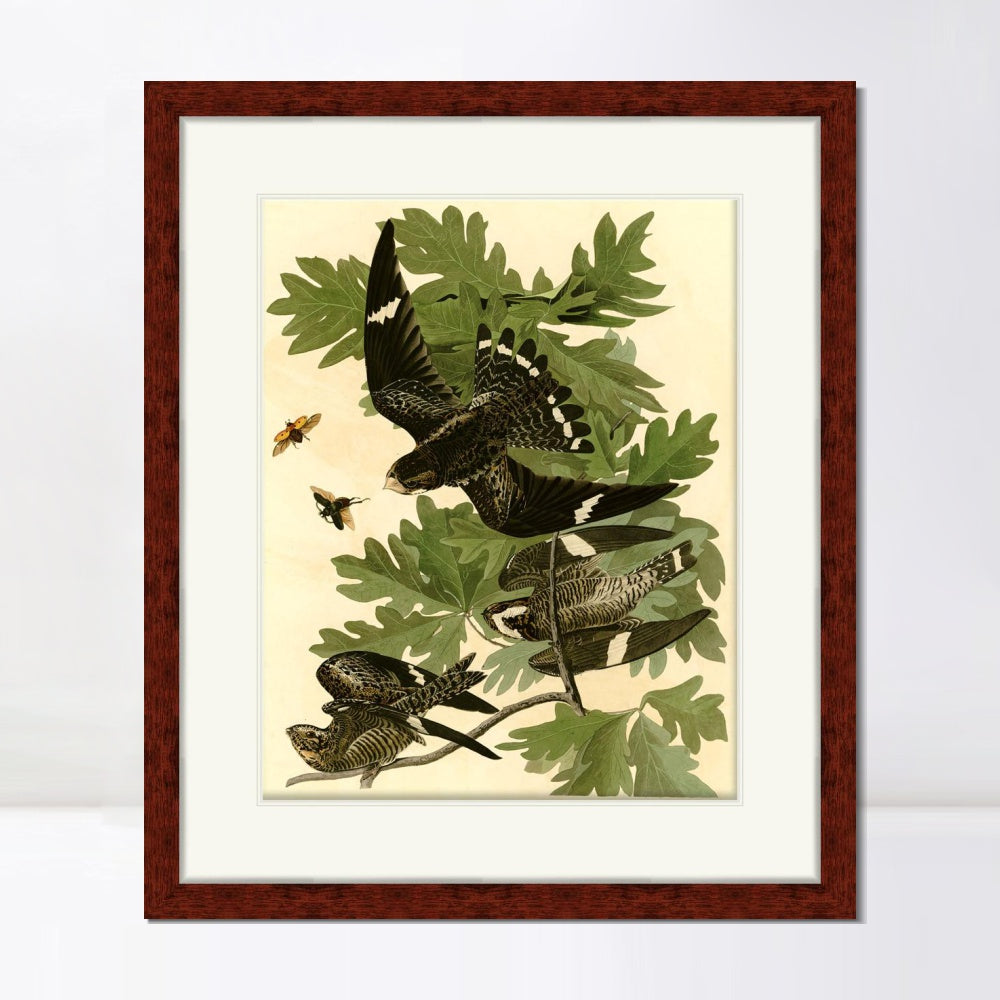 INVIN ART Framed Canvas Art Giclee Print Night Hawk by John James Audubon  Home Office Wall Art Decorations