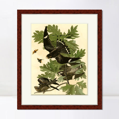 INVIN ART Framed Canvas Art Giclee Print Night Hawk by John James Audubon Living Room Home Office Wall Art Decorations