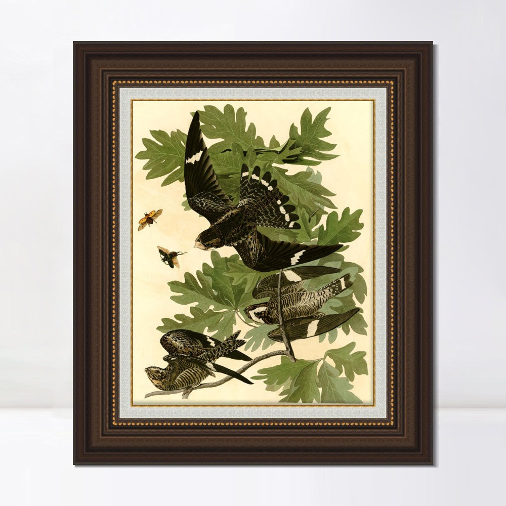 INVIN ART Framed Canvas Art Giclee Print Night Hawk by John James Audubon  Home Office Wall Art Decorations