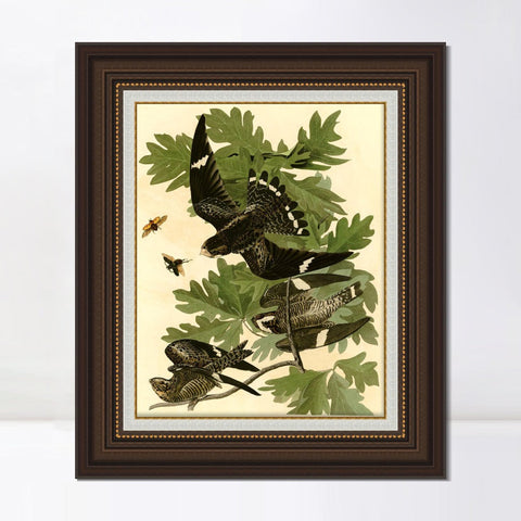 INVIN ART Framed Canvas Art Giclee Print Night Hawk by John James Audubon Living Room Home Office Wall Art Decorations