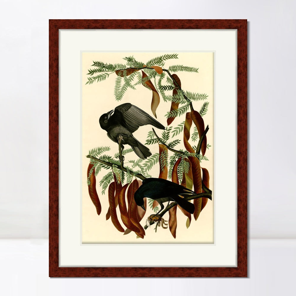 INVIN ART Framed Canvas Art Giclee Print Fish Crow by John James Audubon  Home Office Wall Art Decorations