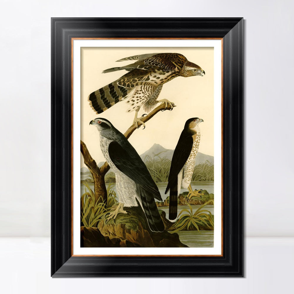 INVIN ART Framed Canvas Art Giclee Print Stanley Hawk by John James Audubon  Home Office Wall Art Decorations