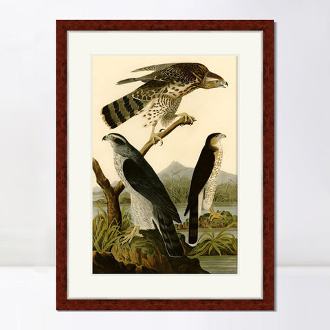 INVIN ART Framed Canvas Art Giclee Print Stanley Hawk by John James Audubon Living Room Home Office Wall Art Decorations