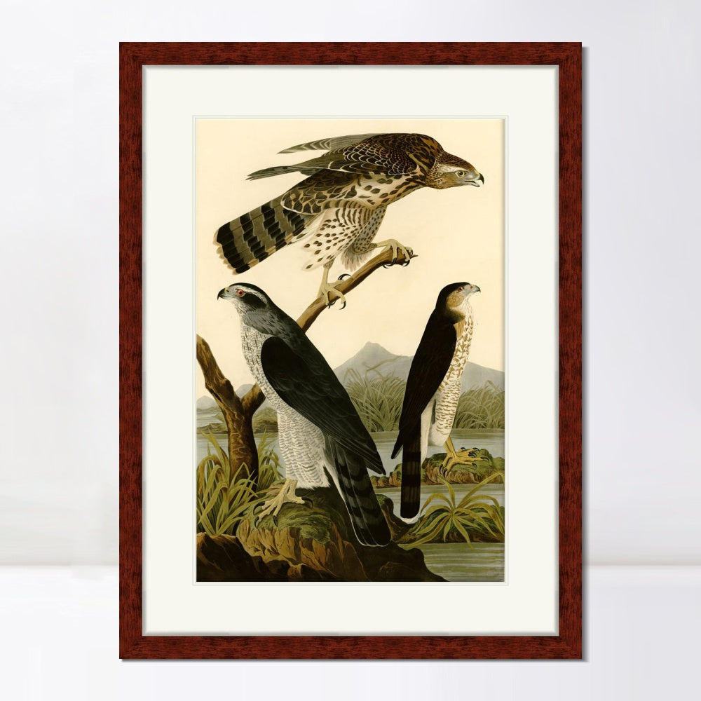 INVIN ART Framed Canvas Art Giclee Print Stanley Hawk by John James Audubon  Home Office Wall Art Decorations