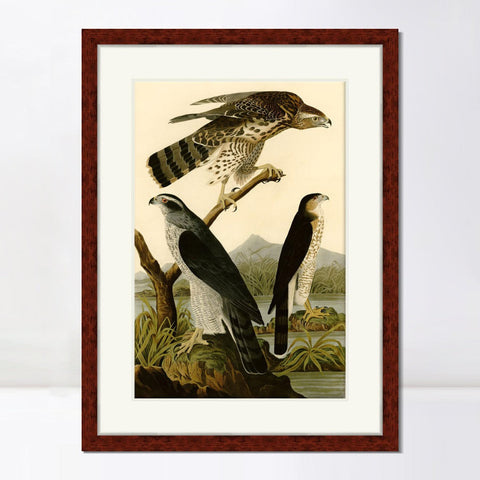 INVIN ART Framed Canvas Art Giclee Print Stanley Hawk by John James Audubon Living Room Home Office Wall Art Decorations