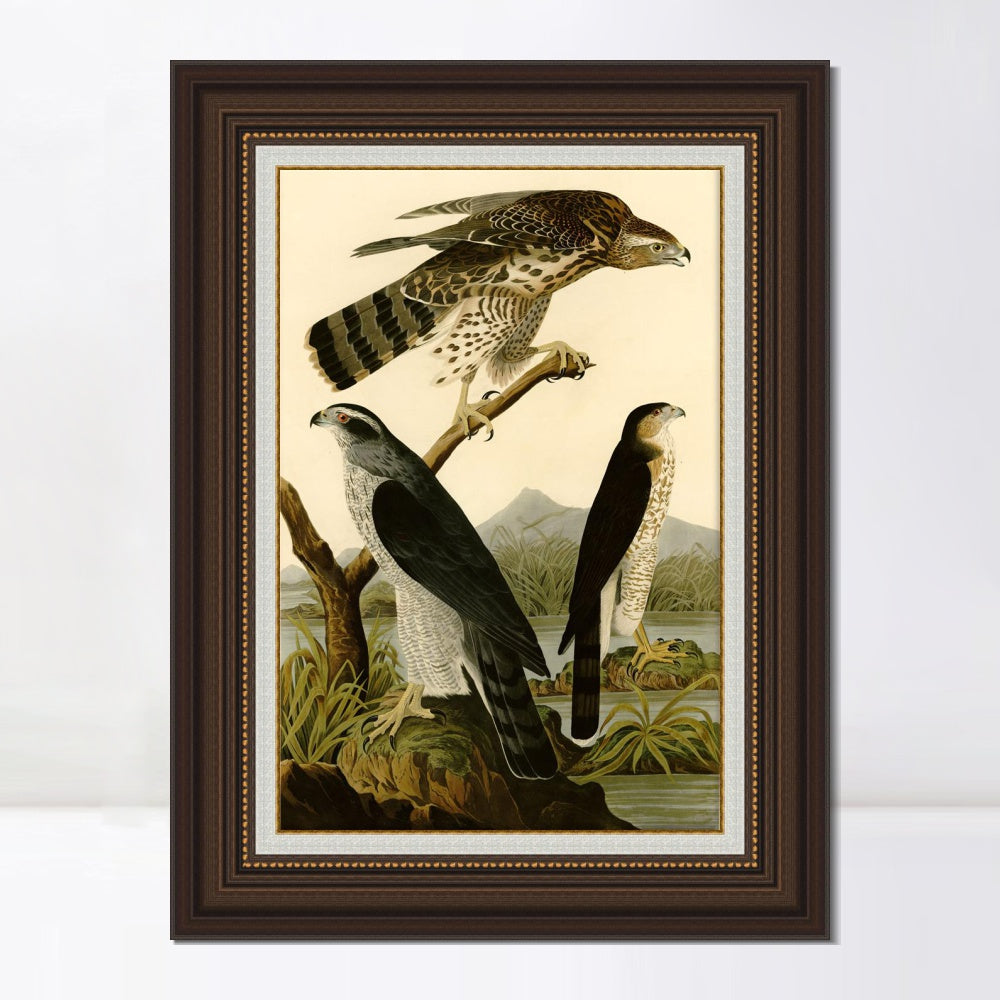 INVIN ART Framed Canvas Art Giclee Print Stanley Hawk by John James Audubon  Home Office Wall Art Decorations