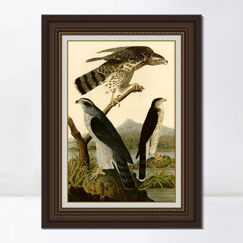 INVIN ART Framed Canvas Art Giclee Print Stanley Hawk by John James Audubon Living Room Home Office Wall Art Decorations