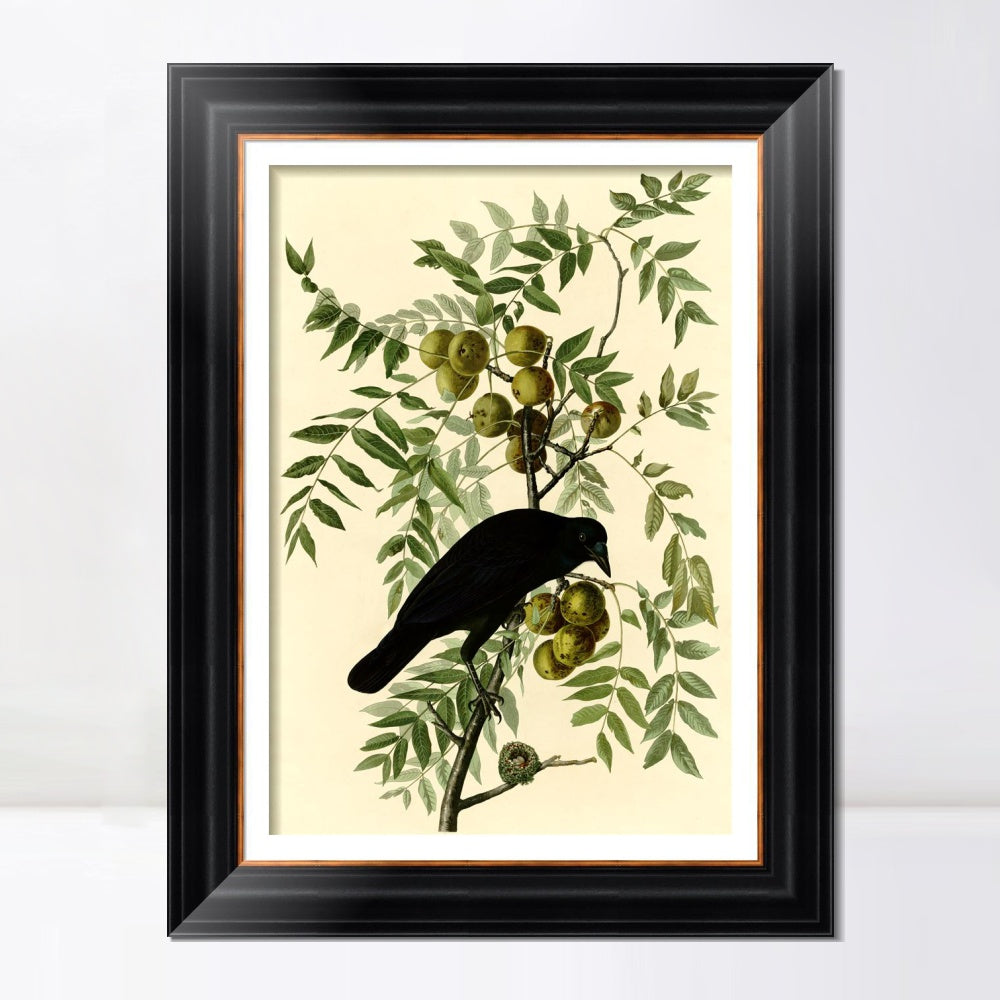 INVIN ART Framed Canvas Art Giclee Print American Crow by John James Audubon  Home Office Wall Art Decorations