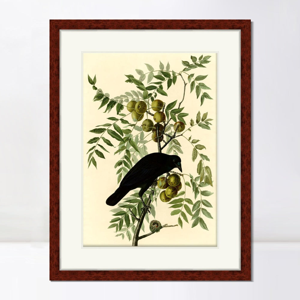 INVIN ART Framed Canvas Art Giclee Print American Crow by John James Audubon  Home Office Wall Art Decorations