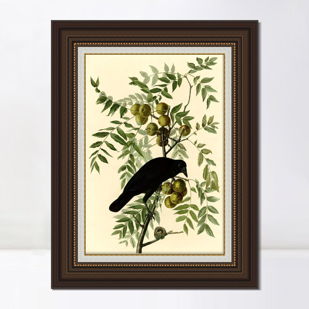 INVIN ART Framed Canvas Art Giclee Print American Crow by John James Audubon  Home Office Wall Art Decorations