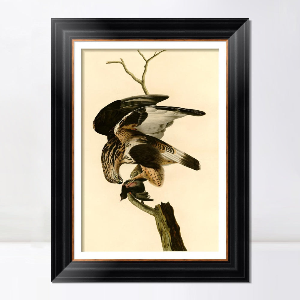 INVIN ART Framed Canvas Art Giclee Print Rough Legged Falcon by John James Audubon  Home Office Wall Art Decorations