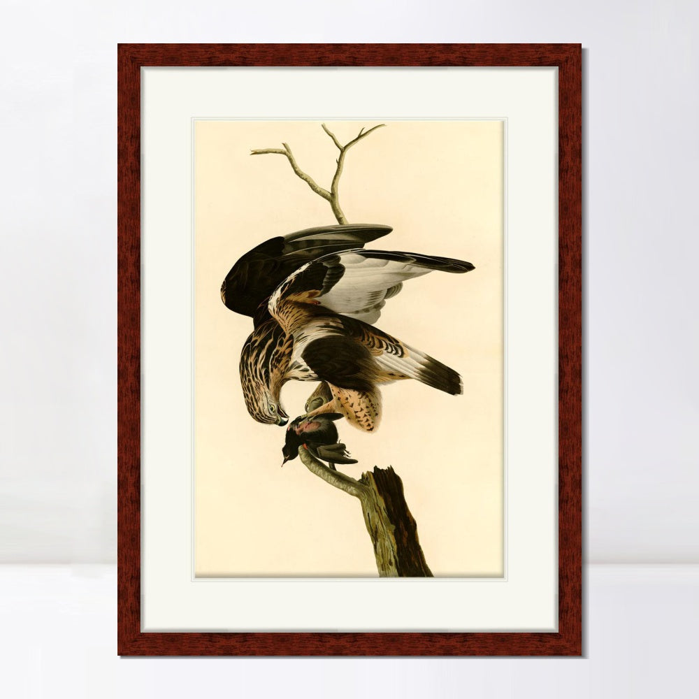 INVIN ART Framed Canvas Art Giclee Print Rough Legged Falcon by John James Audubon  Home Office Wall Art Decorations