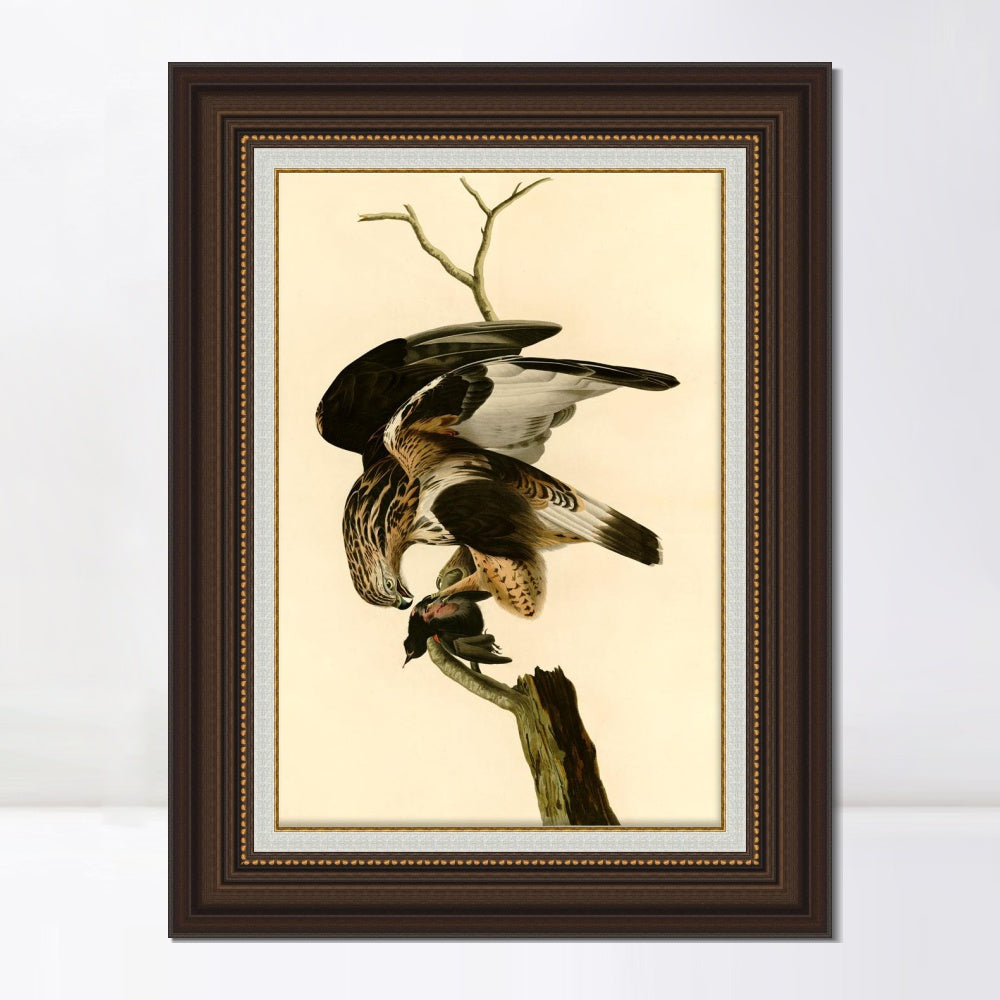 INVIN ART Framed Canvas Art Giclee Print Rough Legged Falcon by John James Audubon  Home Office Wall Art Decorations