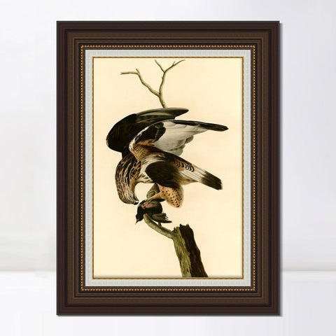 INVIN ART Framed Canvas Art Giclee Print Rough Legged Falcon by John James Audubon Living Room Home Office Wall Art Decorations