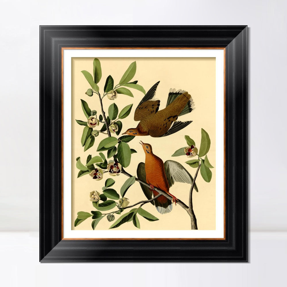 INVIN ART Framed Canvas Art Giclee Print Zenaida Dove by John James Audubon  Home Office Wall Art Decorations