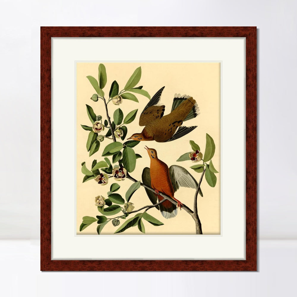 INVIN ART Framed Canvas Art Giclee Print Zenaida Dove by John James Audubon  Home Office Wall Art Decorations