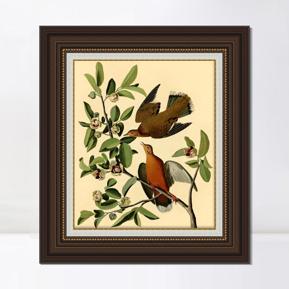 INVIN ART Framed Canvas Art Giclee Print Zenaida Dove by John James Audubon  Home Office Wall Art Decorations