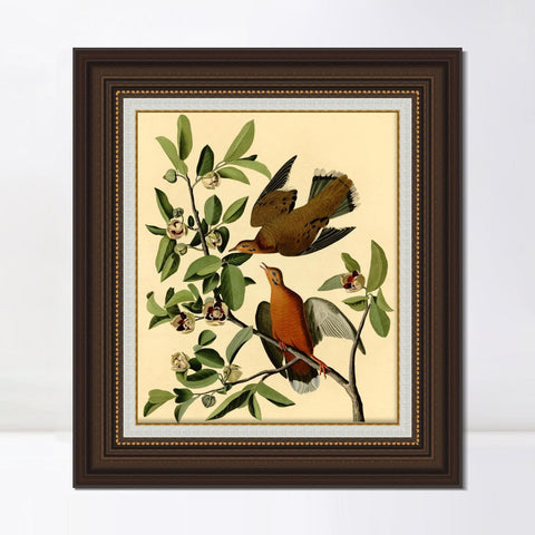 INVIN ART Framed Canvas Art Giclee Print Zenaida Dove by John James Audubon Living Room Home Office Wall Art Decorations