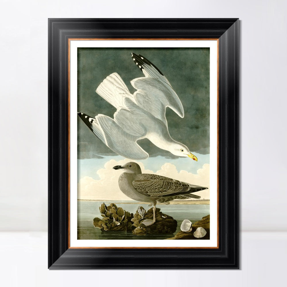 INVIN ART Framed Canvas Art Giclee Print Herring Gull by John James Audubon  Home Office Wall Art Decorations