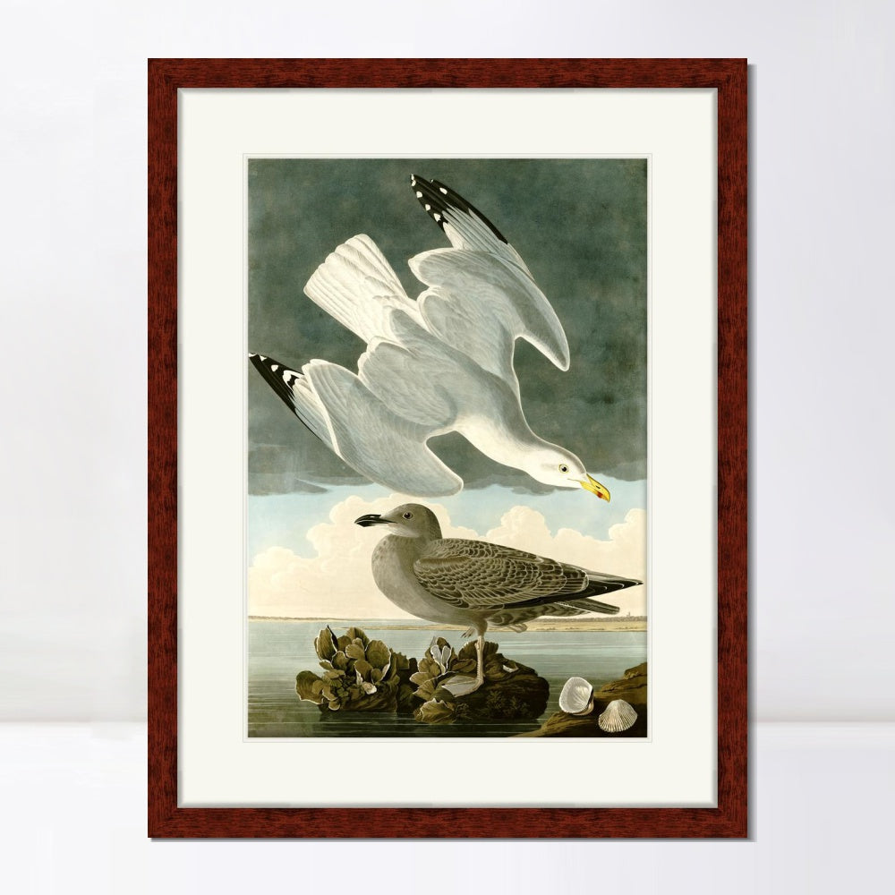 INVIN ART Framed Canvas Art Giclee Print Herring Gull by John James Audubon  Home Office Wall Art Decorations