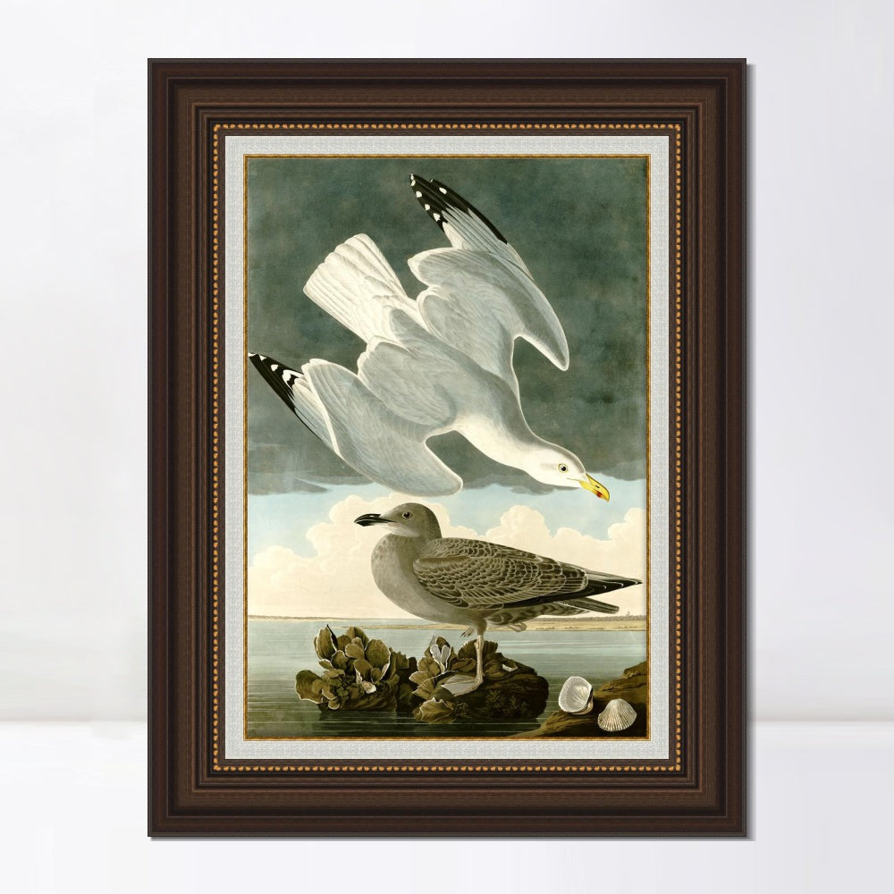 INVIN ART Framed Canvas Art Giclee Print Herring Gull by John James Audubon  Home Office Wall Art Decorations