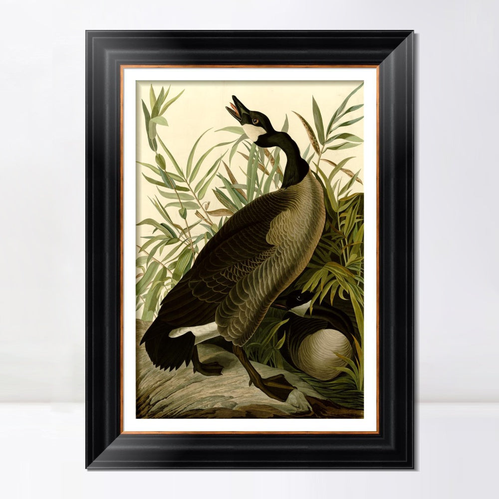 INVIN ART Framed Canvas Art Giclee Print Canada_Goose#40 by John James Audubon  Home Office Wall Art Decorations