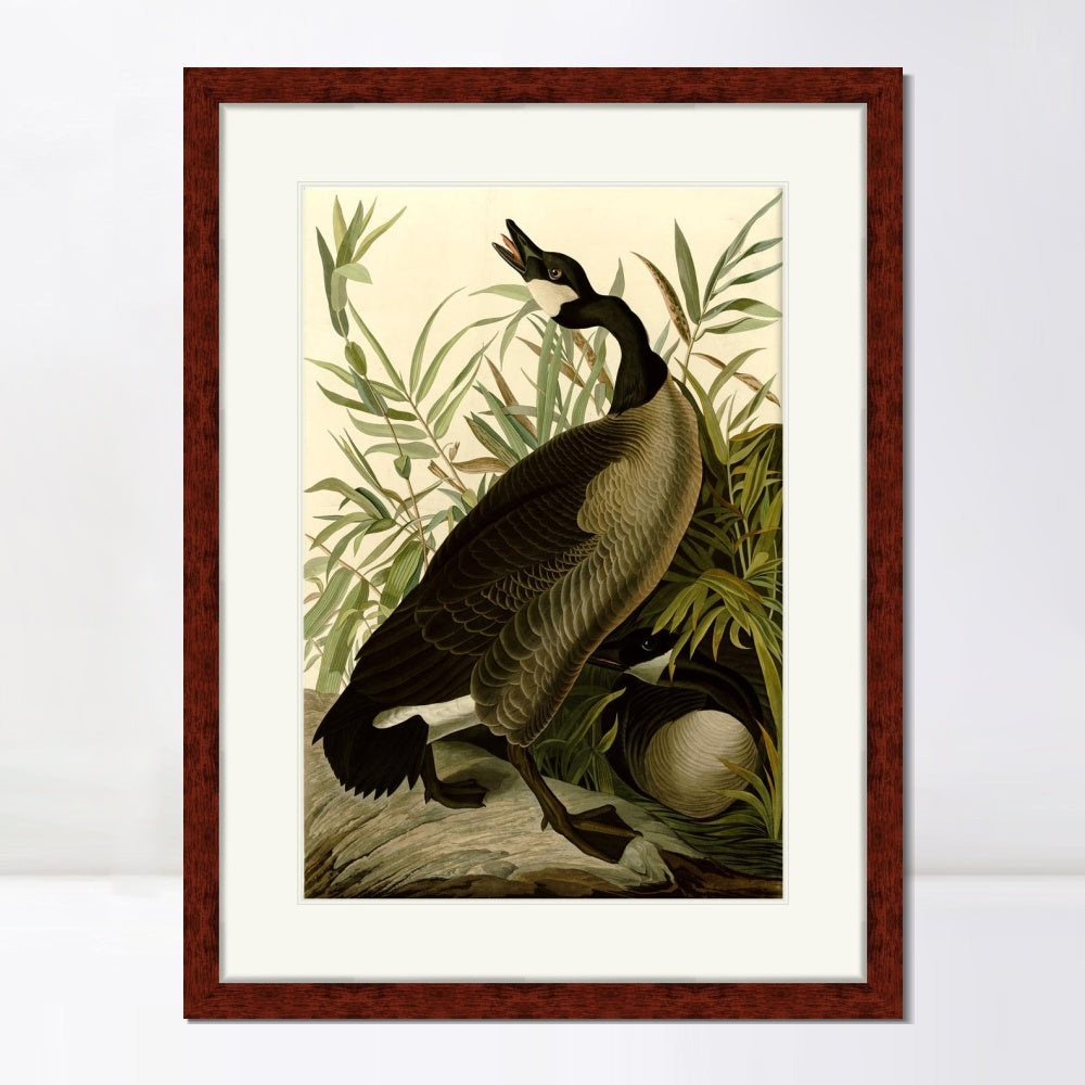INVIN ART Framed Canvas Art Giclee Print Canada_Goose#40 by John James Audubon  Home Office Wall Art Decorations