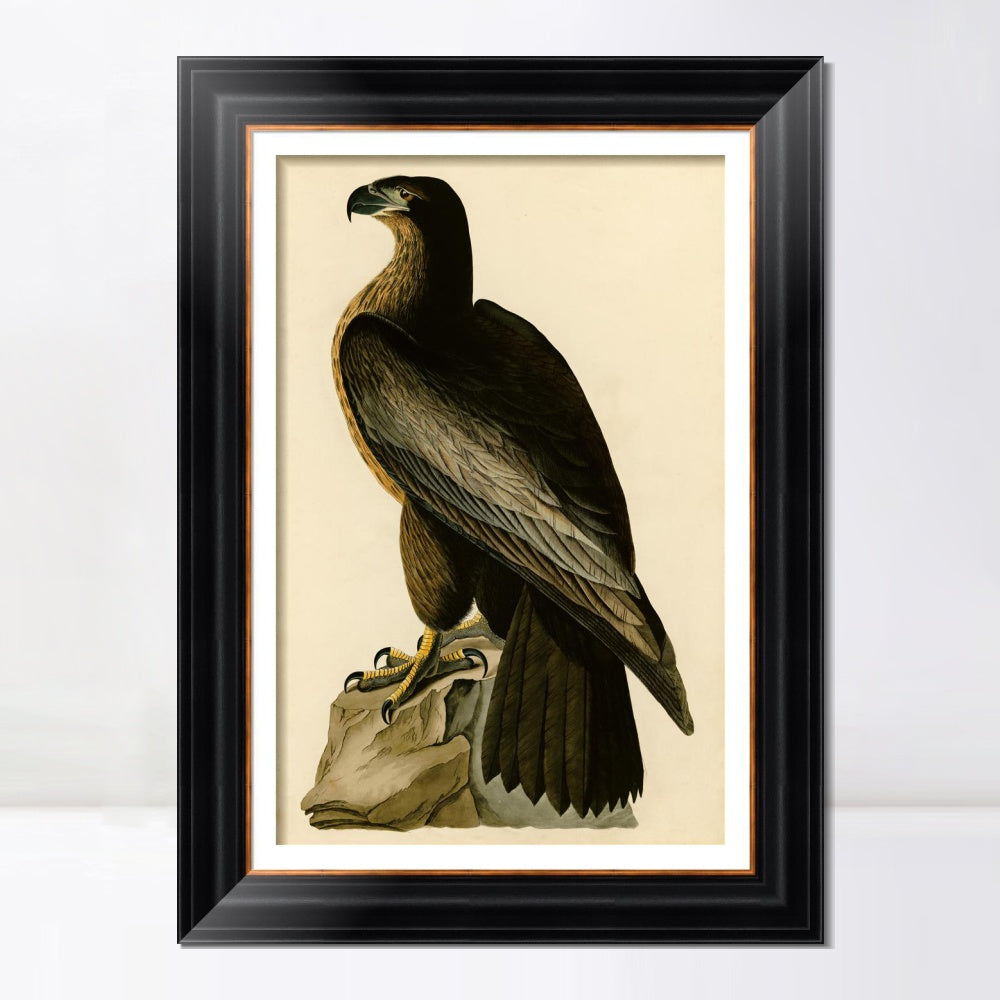 INVIN ART Framed Canvas Art Giclee Print Bird of Washington by John James Audubon  Home Office Wall Art Decorations