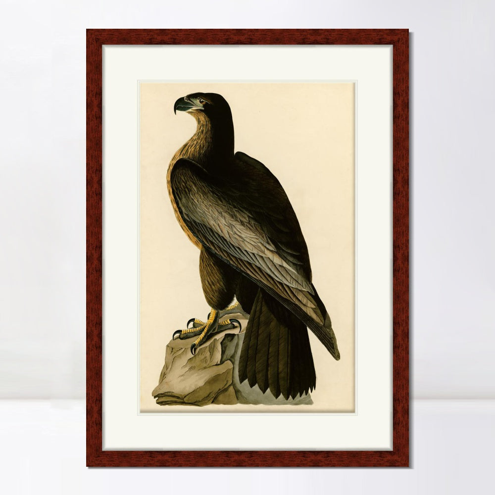 INVIN ART Framed Canvas Art Giclee Print Bird of Washington by John James Audubon  Home Office Wall Art Decorations