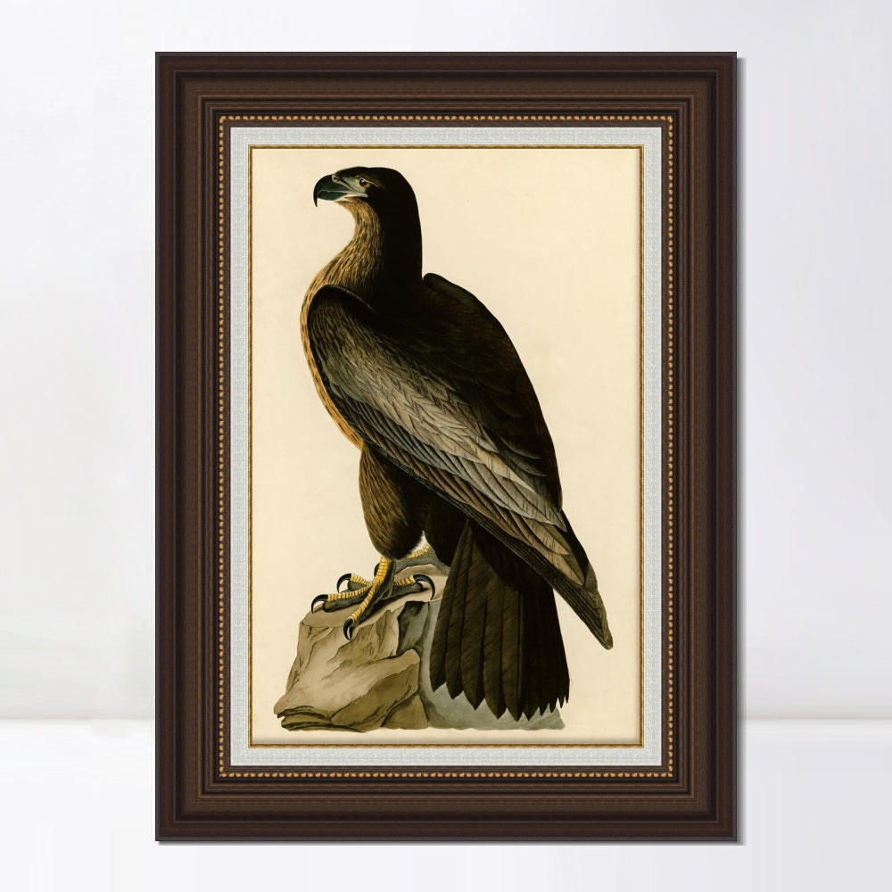 INVIN ART Framed Canvas Art Giclee Print Bird of Washington by John James Audubon  Home Office Wall Art Decorations
