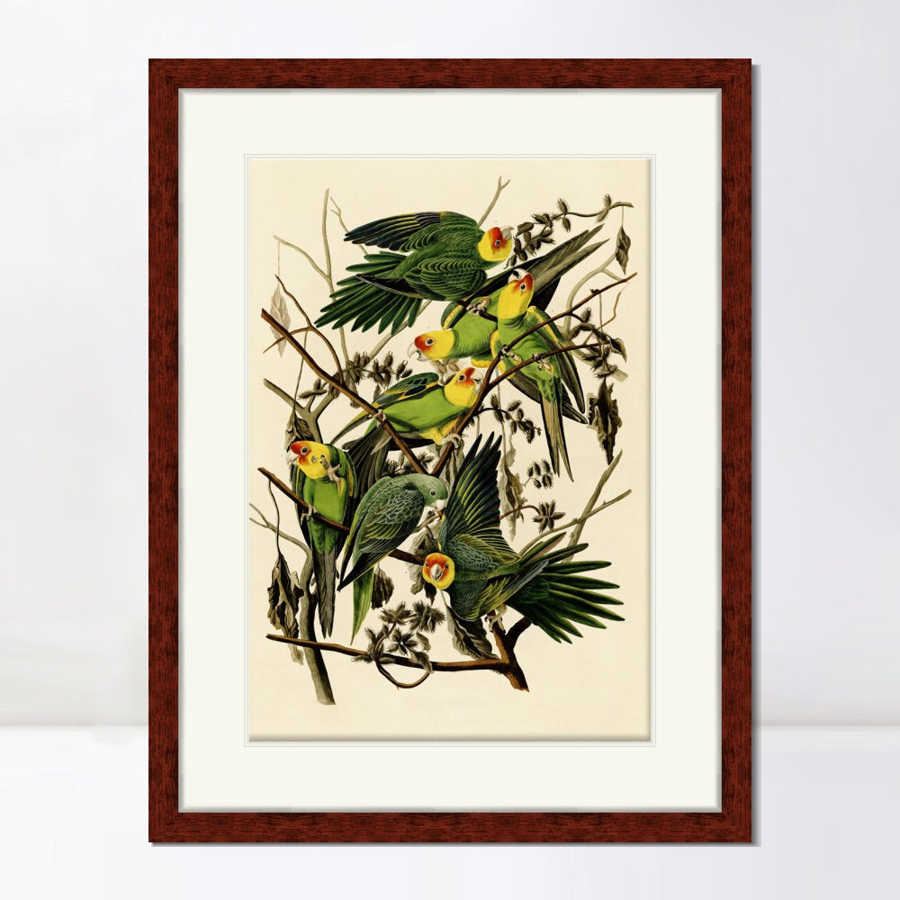 INVIN ART Framed Canvas Art Giclee Print Carolina Parrot by John James Audubon  Home Office Wall Art Decorations