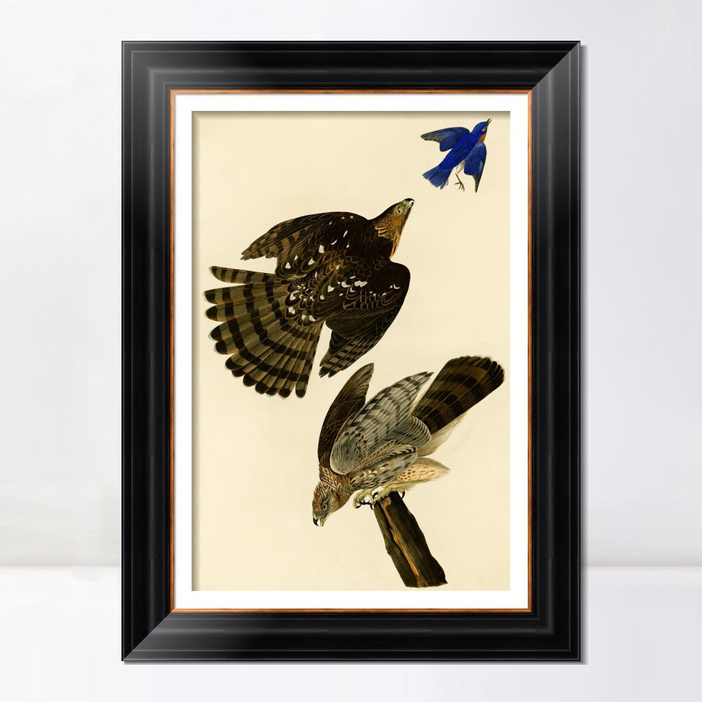 INVIN ART Framed Canvas Art Giclee Print Stanley Hawk#45 by John James Audubon  Home Office Wall Art Decorations