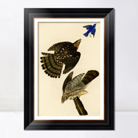 INVIN ART Framed Canvas Art Giclee Print Stanley Hawk#45 by John James Audubon Living Room Home Office Wall Art Decorations