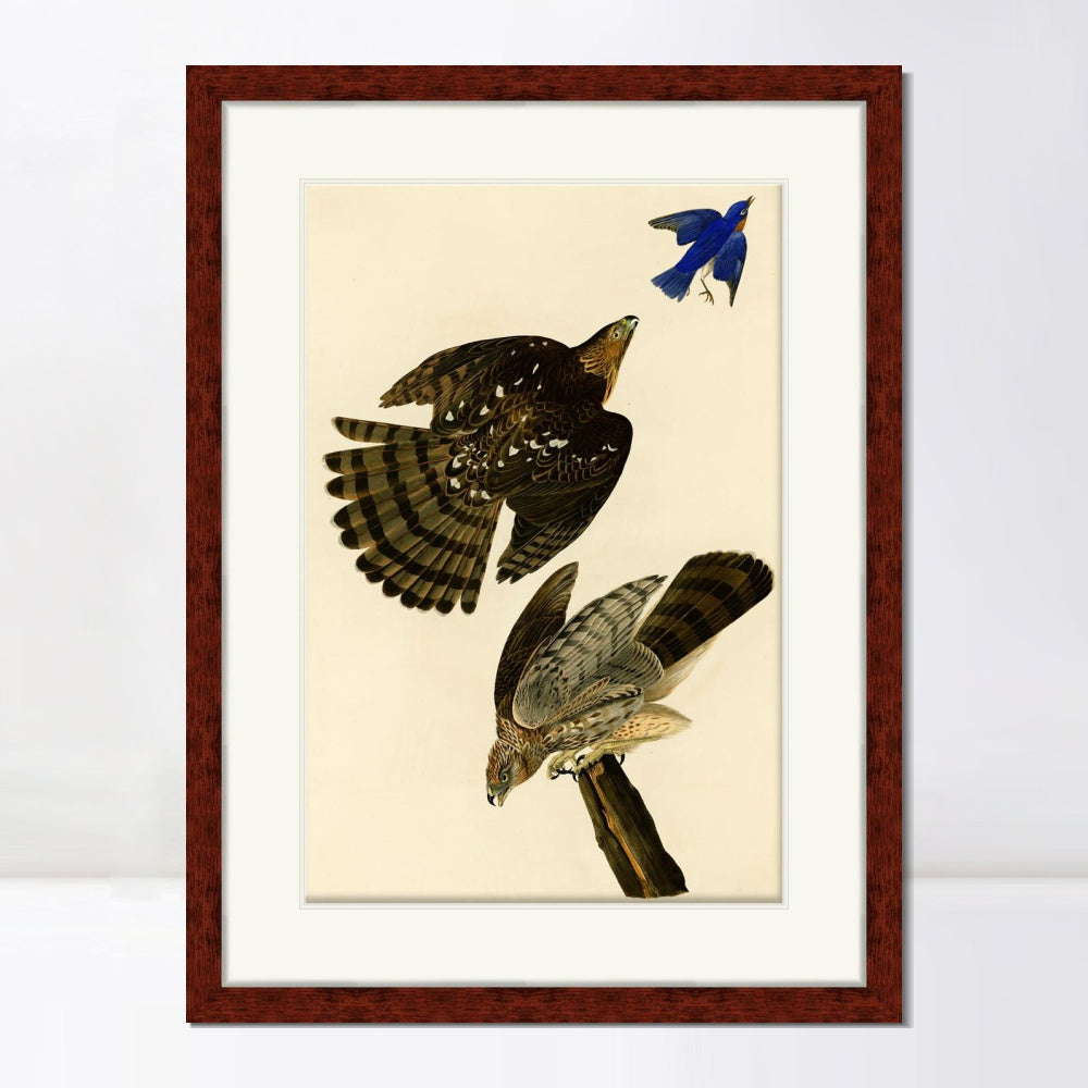INVIN ART Framed Canvas Art Giclee Print Stanley Hawk#45 by John James Audubon  Home Office Wall Art Decorations