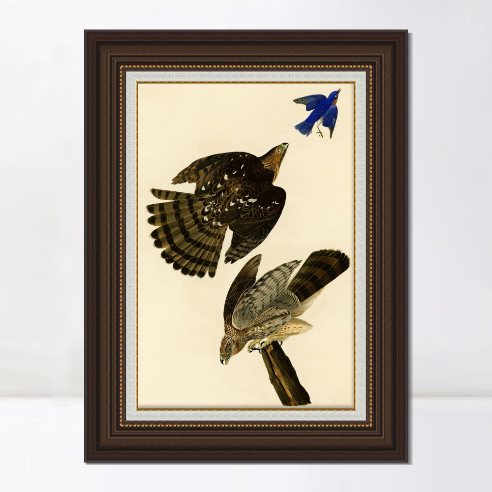 INVIN ART Framed Canvas Art Giclee Print Stanley Hawk#45 by John James Audubon  Home Office Wall Art Decorations