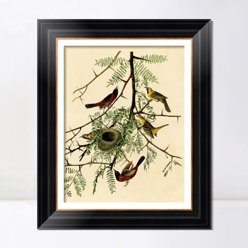 INVIN ART Framed Canvas Art Giclee Print Orchard Oriole by John James Audubon  Home Office Wall Art Decorations