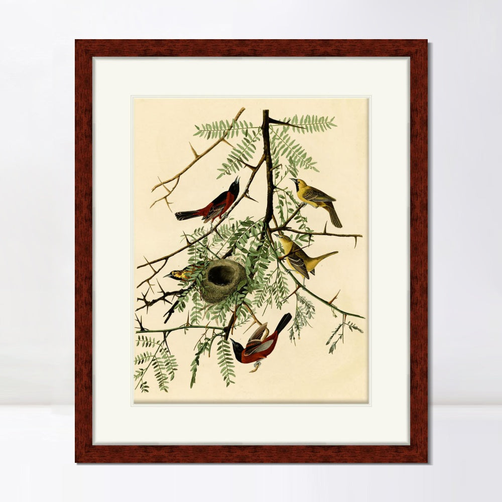 INVIN ART Framed Canvas Art Giclee Print Orchard Oriole by John James Audubon  Home Office Wall Art Decorations