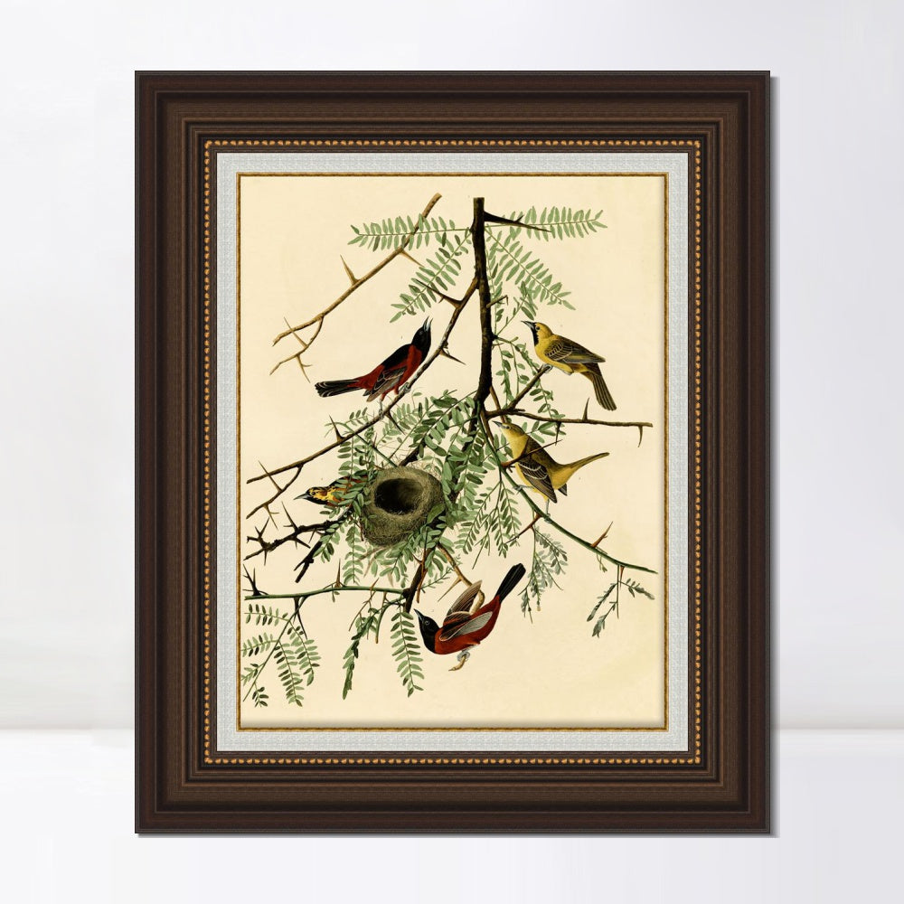 INVIN ART Framed Canvas Art Giclee Print Orchard Oriole by John James Audubon  Home Office Wall Art Decorations