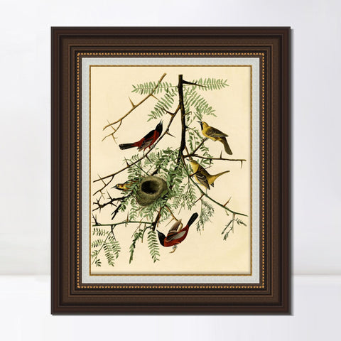 INVIN ART Framed Canvas Art Giclee Print Orchard Oriole by John James Audubon Living Room Home Office Wall Art Decorations